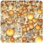 Псилоцибиновые (галлюциногенные)  грибы Psilocybin "Golden Teacher" в Верхней Туре