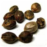 Семена марихуаны АК-47  (Seeds AK-47) в Верхней Туре